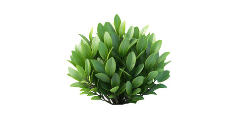 Wall Mural - lush green plant foliage. nature and botanical design element isolated on transparent background