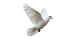 Isolated White Dove in Flight
