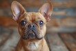 © Pinklife - A charming French Bulldog with a unique expression gazes directly at the camera, showcasing its captivating eyes and adorable face in an inviting, warm atmosphere.