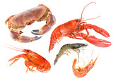 Different fresh sea food on white background, collage