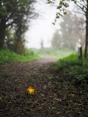 Wall Mural - Fallen yellow leaf on a footpath in focus, Park trees out of of focus in a mist in the background. Fall or autumn season theme. Fogy weather. Nobody. Selective focus.