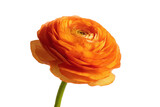 Vivid orange ranunculus petal texture flat lay