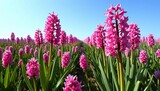 Endless field of vibrant pink hyacinths stretching to a clear sky, bright, countryside