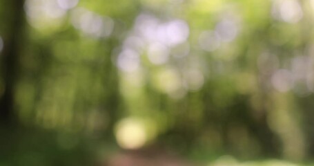 Wall Mural - concept nature green sunny forest trees blur bokeh copy space background.