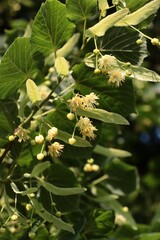 Wall Mural - Linden Tree blossoming in june close up