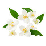 White jasmine flowers with yellow stamens and vibrant green leaves arranged symmetrically.