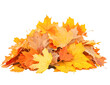 © Hazrat - Pile of autumn maple leaves with transparent background, showcasing vibrant orange and yellow colors, perfect for fall designs.