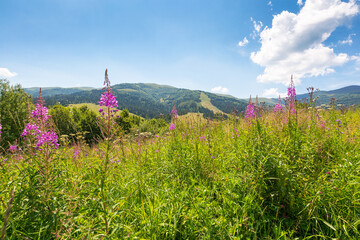 Wall Mural - mountainous countryside landscape in summer. beautiful fireweed purple flower among the green grass 