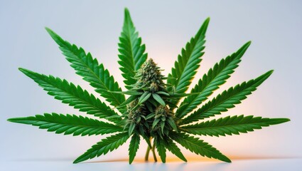 Wall Mural - cannabis leaf and marijuana bud, isolated against a background.