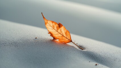 Wall Mural - A dried leaf resting on smooth, wet sand, forming a simple natural composition.