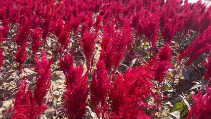 Wall Mural - red blooming Cockscomb celosia argentea flower in garden