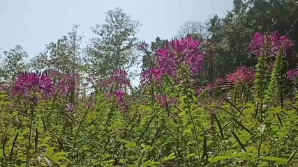 Wall Mural - blooming pink purple spider flower field garden horticulture. Cleome hassleriana