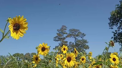 Wall Mural - blooming sunflower flower field in garden