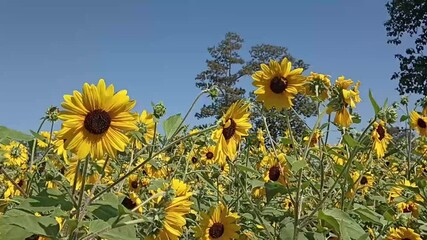 Wall Mural - blooming sunflower flower field in garden