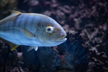Wall Mural - Golden trevally - Gnathanodon speciosus. Trevally close-up. Trevally fish in an aquarium. 