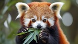 Cute red panda chewing bamboo leaf with soft fur detail and blurred green background. Concept of wildlife tenderness