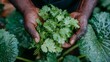 © schmidt - In a garden focused on sustainable agriculture, a gardener's hands gently maintain lush green parsley plants, emphasizing the value of organic produce and balanced eating