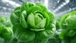 © neiros - Fresh lettuce thrives in the environment of a sustainable greenhouse garden