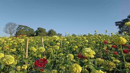 Wall Mural - yellow red blooming zinnia flower in garden