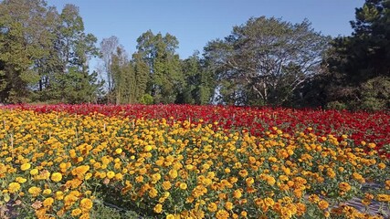 Wall Mural - yellow red blooming zinnia flower in garden