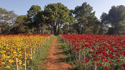 Wall Mural - yellow red blooming zinnia flower in garden