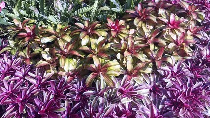 Wall Mural - tropical colorful Bromeliad flower leaves decorating in garden park