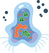 © DesignVectX - Amoeba single cell organism biology microscopic illustration with organelles and flagella vector
