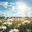 © สมชัย ้พาลแก้ว - A beautiful, sun-drenched spring summer meadow. Natural colorful panoramic landscape with many wild flowers of daisies against blue sky. A frame with soft selective focus.