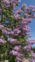 Wall Mural - Lilac blossoms under a clear blue sky, creating a vibrant and serene natural background