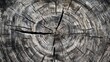 © Riffat - IWarm gray wood texture with detailed tree rings and rough end grain, close-up of a felled tree trunk
