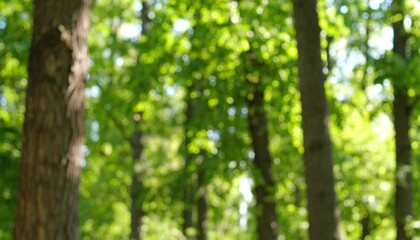 Sunny Forest with Blurred Trees, and Green.