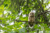 Młody puszczyk uralski, The young ural owl, Strix uralensis