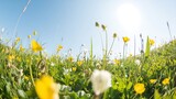 Meadow of wildflowers under sunny sky