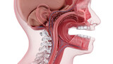 Medical illustration depicting the swallowing reflex, featuring detailed views of the pharynx, larynx, esophagus, trachea, and spinal column against a transparent background