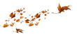 © sea and sun - wind flight leaf leaves isolated autumn winter season background falling fall platanus tree wid air w
