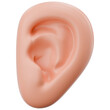 © Thomas - Ear Human Body Part