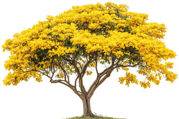 Wall Mural - amaltas tree (cassia fistula) png cutout featuring vibrant golden blossoms and delicate compound lea