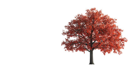 Wall Mural - mature sprawling oak tree with verdant foliage — ultra-high-resolution png cutout on pure transparen
