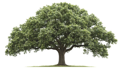 Wall Mural - Majestic white oak tree isolated on transparent background — ultra-high-resolution PNG cutout ideal for landscape design, botanical illustration and eco-friendly architectural renderings