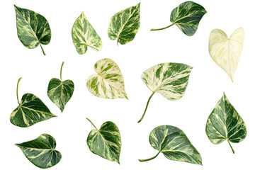 Wall Mural - High-resolution floating green leaf PNG with transparent background – dynamic collection of flying leaves perfect for nature-inspired graphic design and cutout compositions