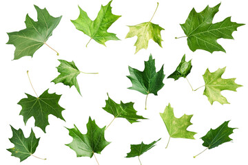 Wall Mural - High-resolution floating green leaf PNG with transparent background – dynamic collection of flying leaves perfect for nature-inspired graphic design and cutout compositions