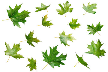 Wall Mural - High-resolution floating green leaf PNG with transparent background – dynamic collection of flying leaves perfect for nature-inspired graphic design and cutout compositions