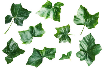Wall Mural - High-resolution floating green leaf PNG with transparent background – dynamic collection of flying leaves perfect for nature-inspired graphic design and cutout compositions