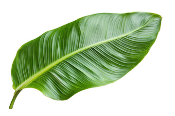 Wall Mural - High-resolution green palm leaf isolated on transparent background — realistic tropical foliage PNG cut-out element for exotic nature composites, eco branding, botanical graphic design assets