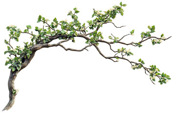 Wall Mural - high-resolution flowering tree branch overlay isolated on transparent background png – realistic bot