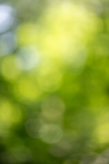 Wall Mural - a blurry green background with a few green leaves