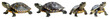 © pnggalaxy - Five Yellow Bellied Slider Turtles Are Arranged In A Row Each Visible Against A Transparent Background Featuring Various Poses