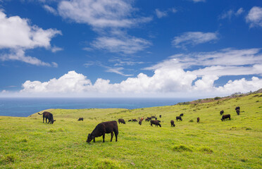 Wall Mural - cows grazing in a vibrant green meadow