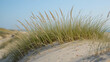 © Michael - Grass on a sand dune, with long, resilient blades waving in the coastal breeze