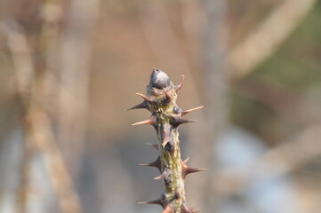 kalopanax pictus tree with leaves and flower clusters